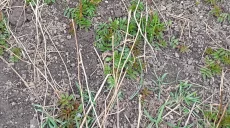 Саженцы ежемалины