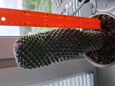 Кактус