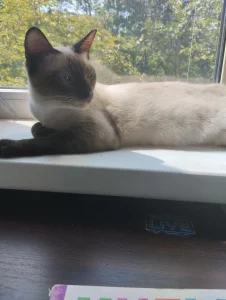 Кошка породы той боб