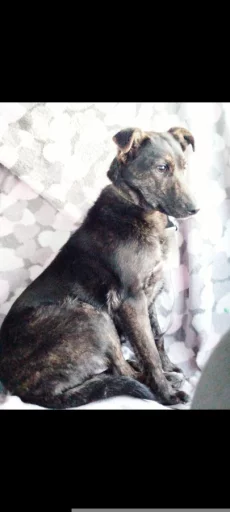 Девочка щенок