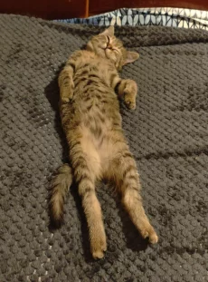 Котёнок. Девочка