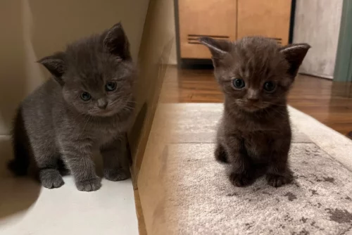 Британские котята