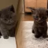 Британские котята