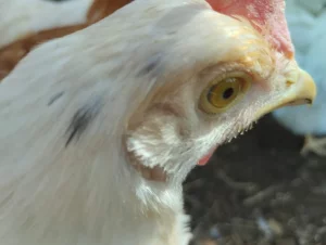 Куры несушки