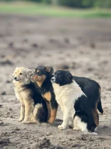 Собачки, щенки в хорошие руки