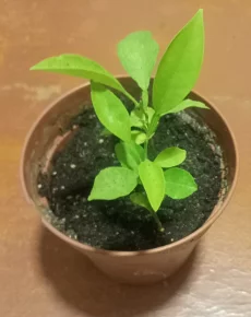 Саженцы лимона