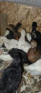 Месячных цыплят смешанных мясояичных пород