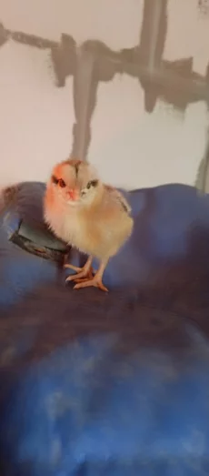 Суточных цыплят