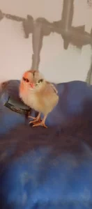 Суточных цыплят