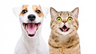 Правила выгула и обязательные курсы: что может измениться для владельцев животных?