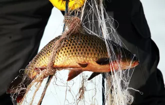 Ущерб в 2000$ и уголовка: бобруйский браконьер попался на незаконной ловле в нерест на притоке Березины