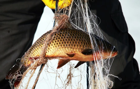 Ущерб в 2000$ и уголовка: бобруйский браконьер попался на незаконной ловле в нерест на притоке Березины