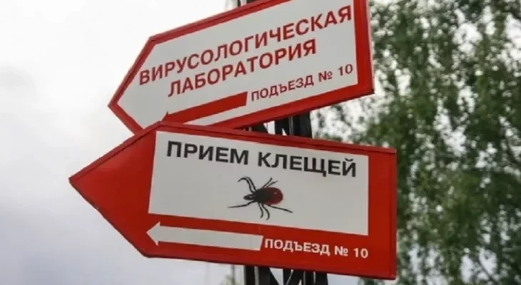 До 5 тыс. рублей. Белорусам предложили способ заработать на клещах