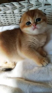 Шотландские золотые шиншилловые котята