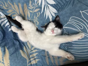 Котенок бесплатно