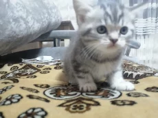 Шотландских котят