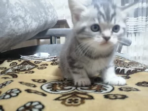 Шотландских котят