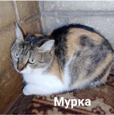 Стерилизованные кошечки