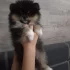 Щенки померанского шпица