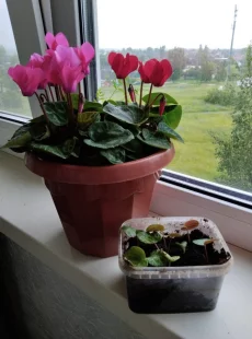 Комнатные цветы