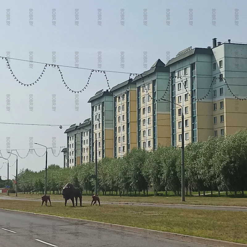 Зубры