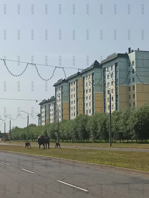 Зубры
