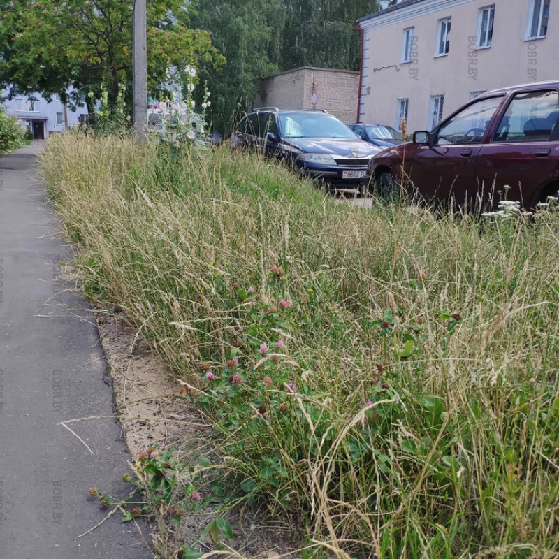 Стрижка травы, это не про Бобруйск.