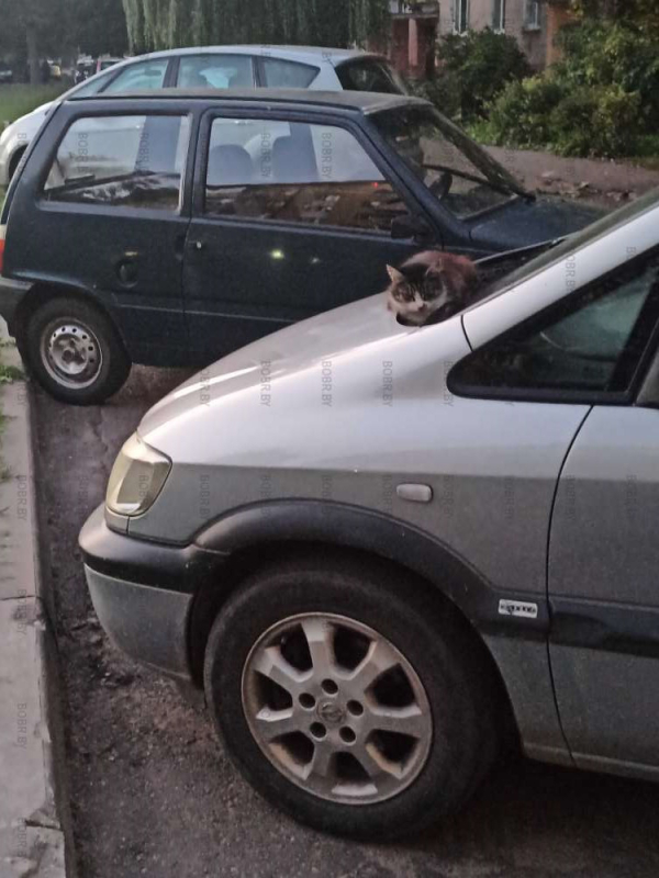 Котик греется ночью тут
