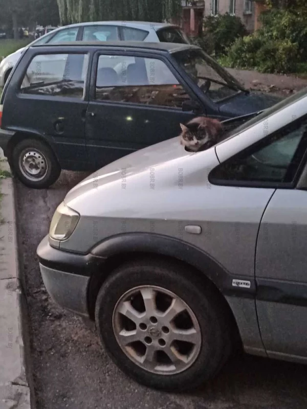 Котик греется ночью тут