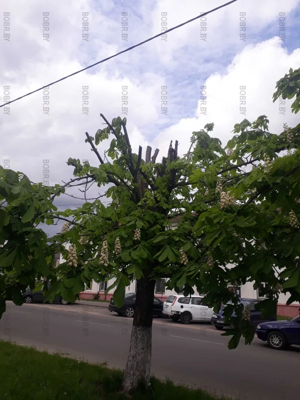 Шедевры зеленхоза