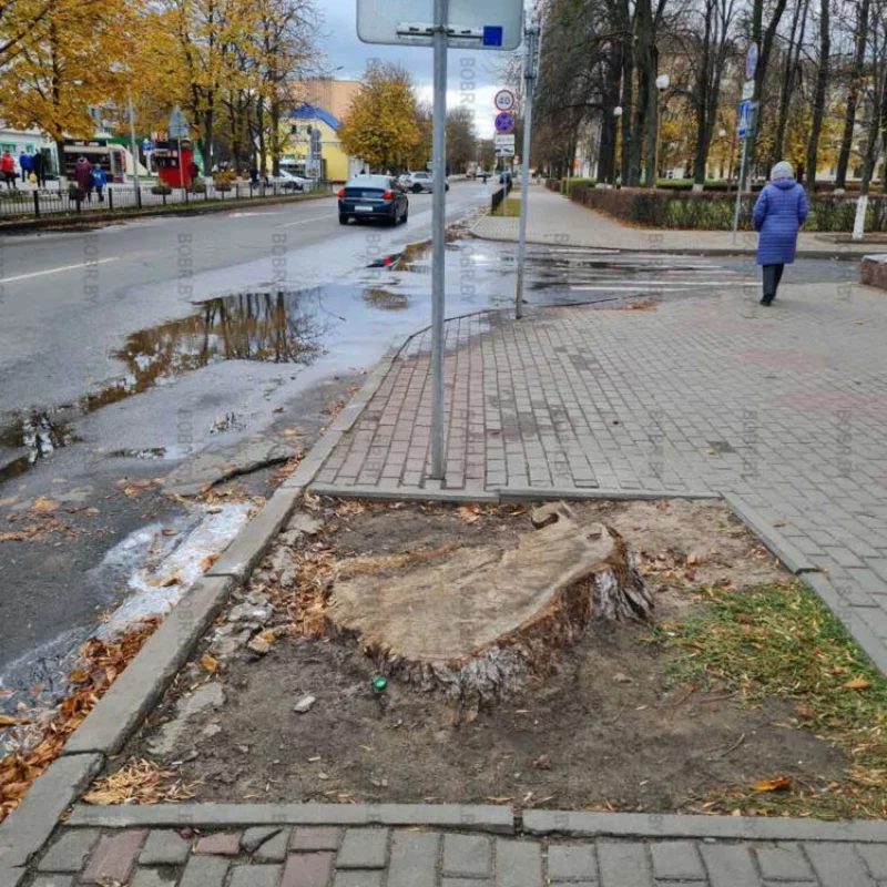 Интересно, сколько лет здесь будет стоять этот пень?