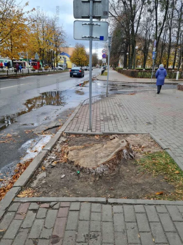 Интересно, сколько лет здесь будет стоять этот пень?