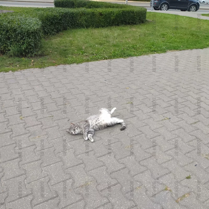 Отличная сегодня погода! Даже котики наслаждаются