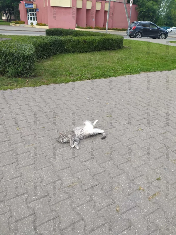 Отличная сегодня погода! Даже котики наслаждаются
