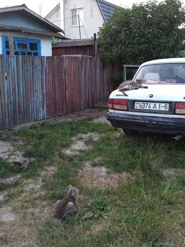 Троекотие