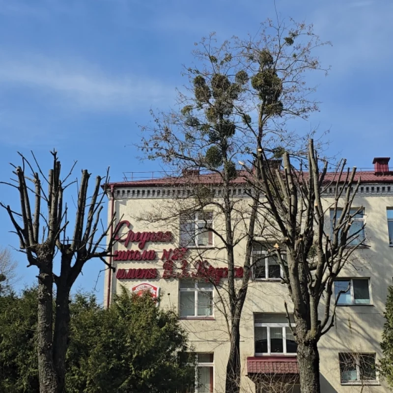 Интересно, почему вдоль улицы Плюшкина подрезали деревья, а деревья пострадавшие от омелы, возле двадцать седьмой школы не подрезали?