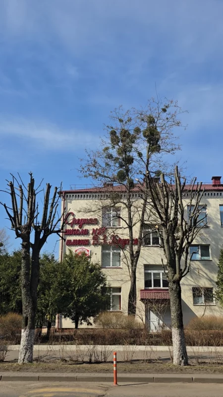 Интересно, почему вдоль улицы Плюшкина подрезали деревья, а деревья пострадавшие от омелы, возле двадцать седьмой школы не подрезали?