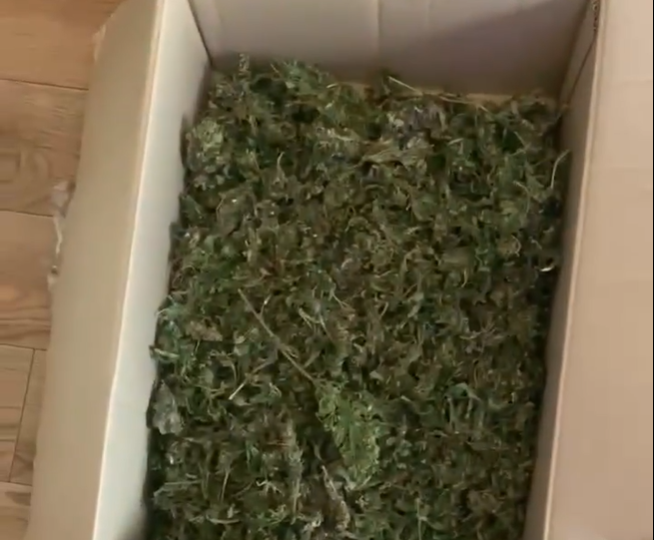 В Бобруйске задержали продавца марихуаны