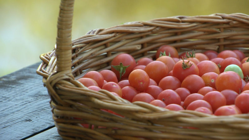 Бобруйчанка выращивает осенние томаты: сотня сортов, а урожай - больше трёх сотен килограмм