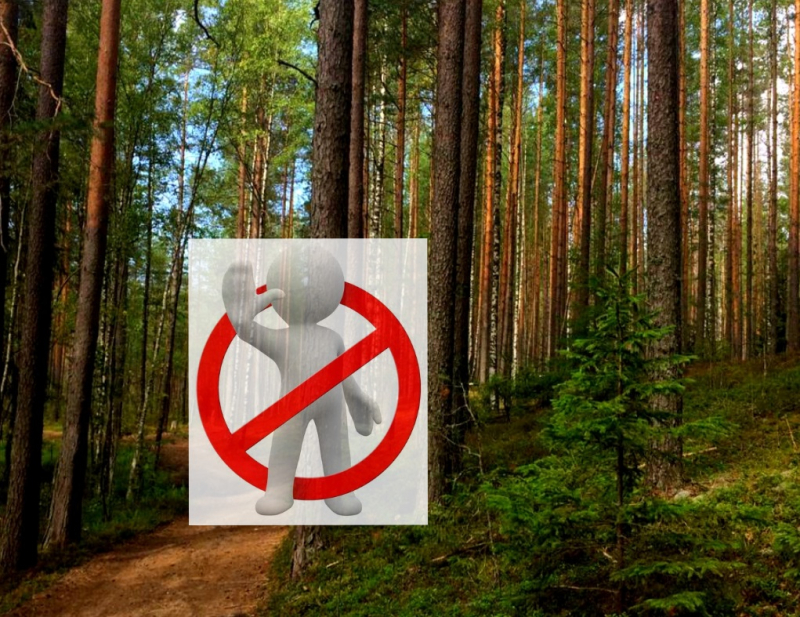 Ограничение на посещение леса. Советы МЧС