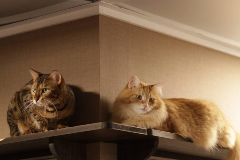 Кот или кошка – кого лучше завести в доме?