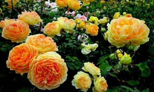 С розами ваш сад будет прекрасен