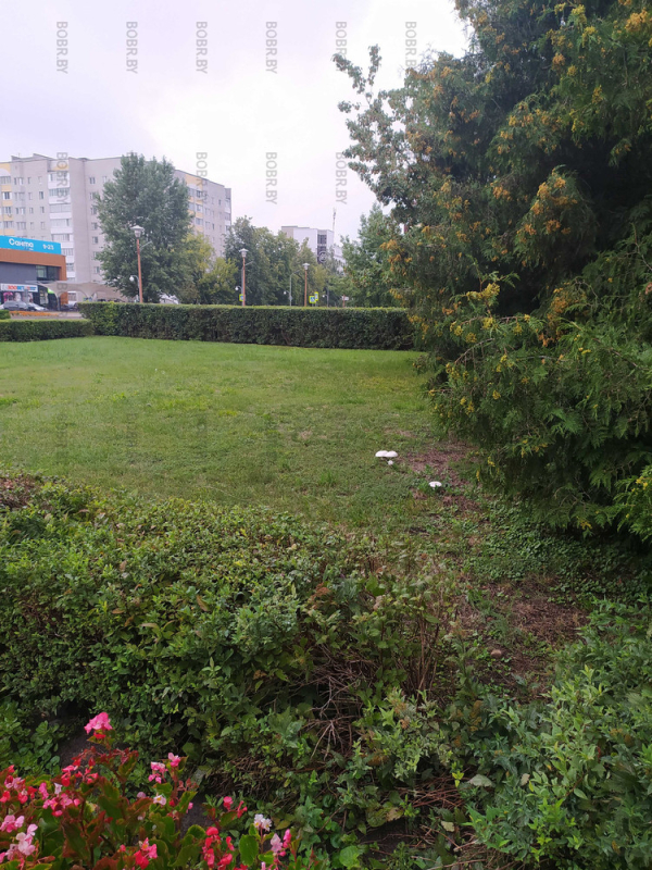 На Площади Ленина за горисполкомом растут красивые грибочки