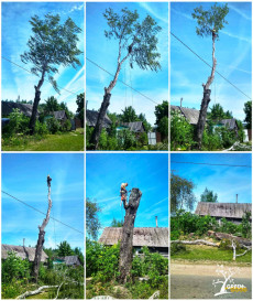 Спилить Дерево на Участке или Кладбище с Помощью Альпинистов. АКЦИЯ
