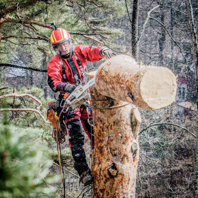 Спилить Дерево на Участке или Кладбище с Помощью Альпинистов. АКЦИЯ