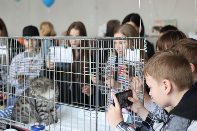 Посетители громко мурлыкают: в выставочном зале проходит весенняя выставка кошек