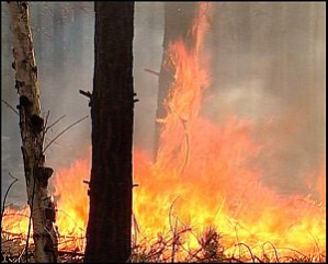 Пожары в лесах и на торфяниках