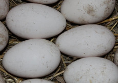 Яйца на инкубацию (гуси, индюки, куры)