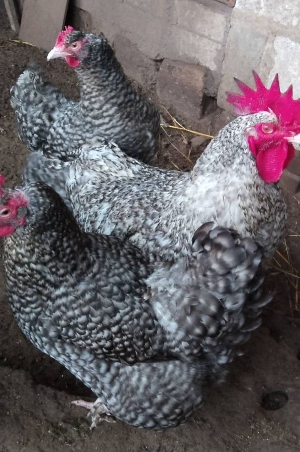Цыплята билефельдера и мехеленской кукушки