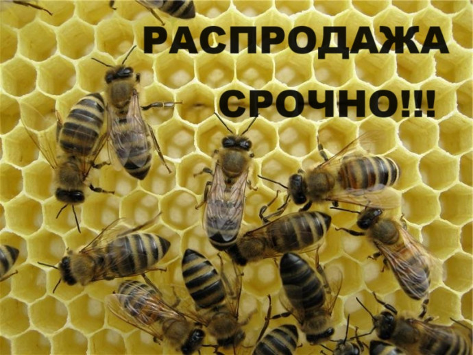 Пчелопакеты Семьи пчел